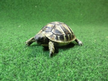 ヘルマンリクガメベビーEUCB個体 04番の画像