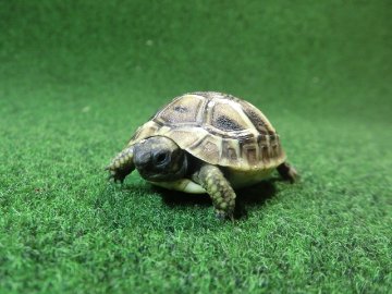 ヘルマンリクガメベビーEUCB個体 07番の画像