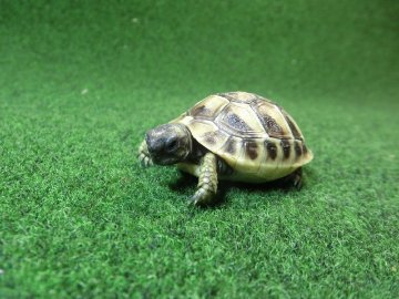 ヘルマンリクガメベビーEUCB個体 08番の画像