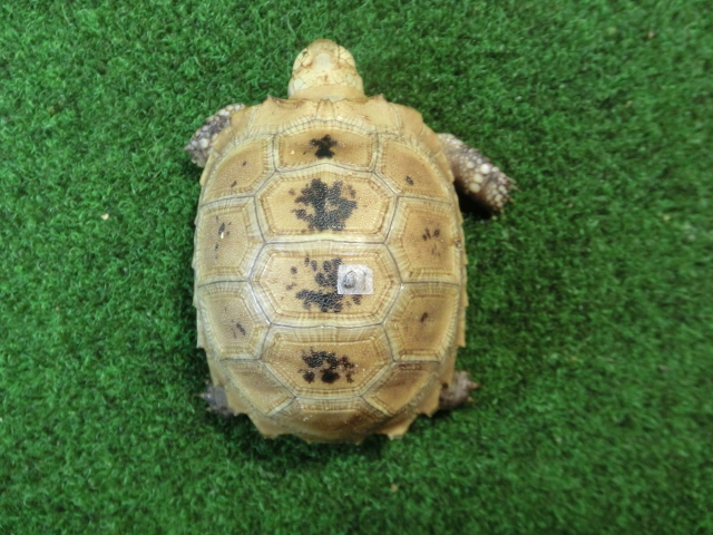 エロンガータリクガメベビー CB個体 01番の画像