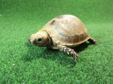 エロンガータリクガメベビー CB個体 01番の画像