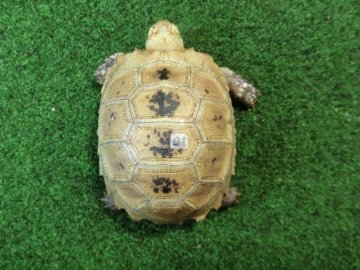 エロンガータリクガメベビー CB個体 01番の画像