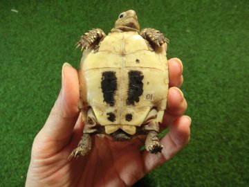 エロンガータリクガメベビー CB個体 01番の画像