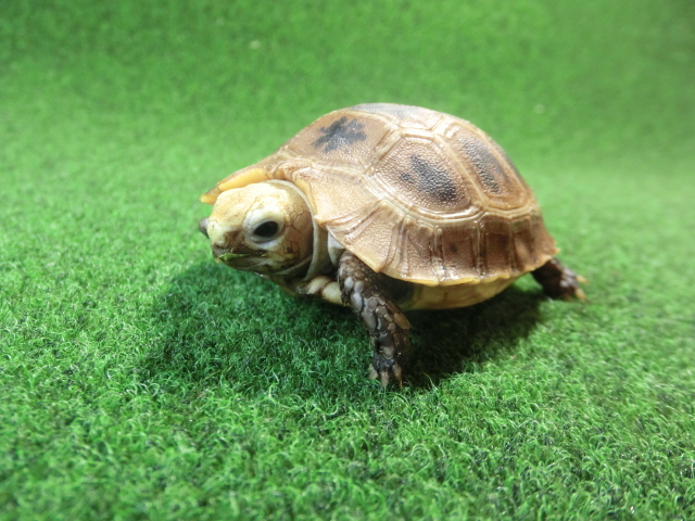 エロンガータリクガメベビー CB個体 02番の画像