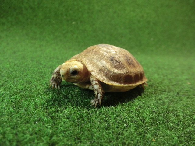 エロンガータリクガメベビー CB個体 03番の画像