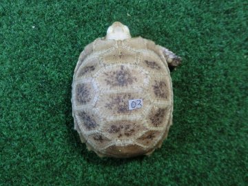 エロンガータリクガメベビー CB個体 03番の画像