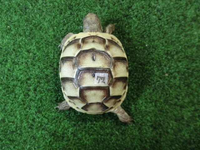 イベラギリシャリクガメベビーEUCB個体　72番の画像