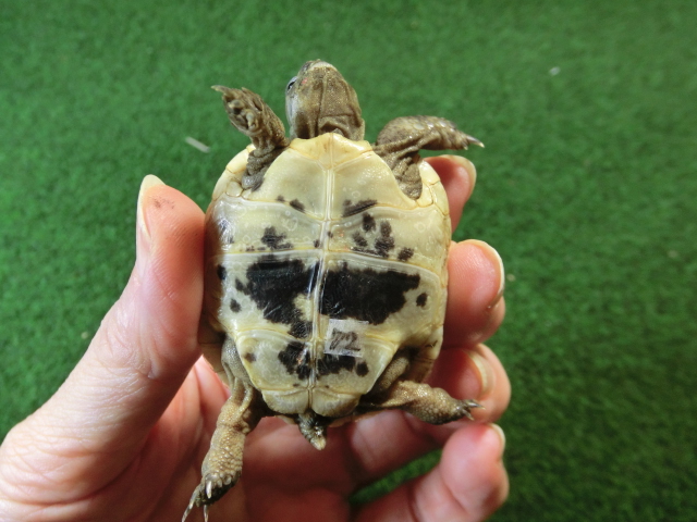 イベラギリシャリクガメベビーEUCB個体　72番の画像