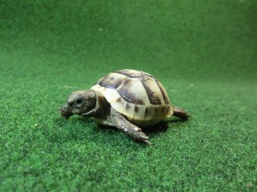 イベラギリシャリクガメベビーEUCB個体　72番の画像