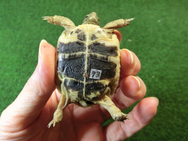 イベラギリシャリクガメベビーEUCB個体　73番の画像