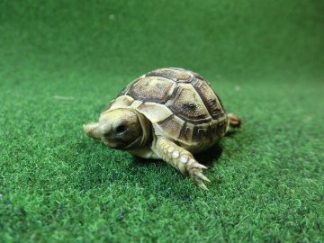 イベラギリシャリクガメベビーEUCB個体　73番の画像