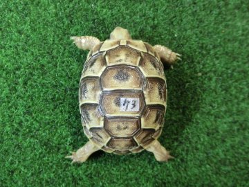 イベラギリシャリクガメベビーEUCB個体　73番の画像