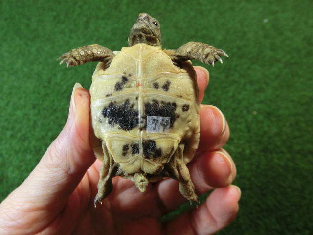 イベラギリシャリクガメベビーEUCB個体　74番の画像
