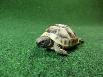 イベラギリシャリクガメベビーEUCB個体　74番の画像