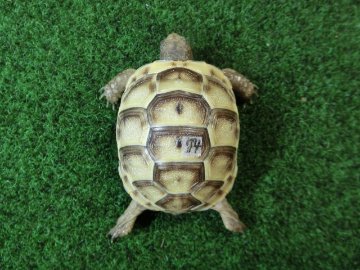 イベラギリシャリクガメベビーEUCB個体　74番の画像