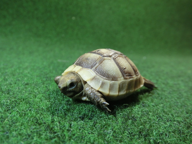 イベラギリシャリクガメベビーEUCB個体　75番の画像
