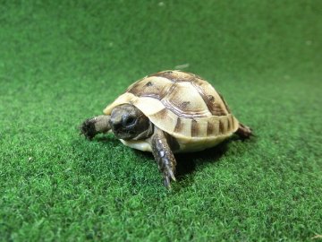 イベラギリシャリクガメベビーEUCB個体　76番の画像