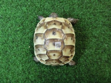 イベラギリシャリクガメベビーEUCB個体　76番の画像