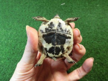 イベラギリシャリクガメベビーEUCB個体　76番の画像