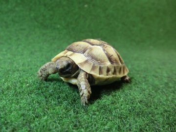 イベラギリシャリクガメベビーEUCB個体　77番の画像