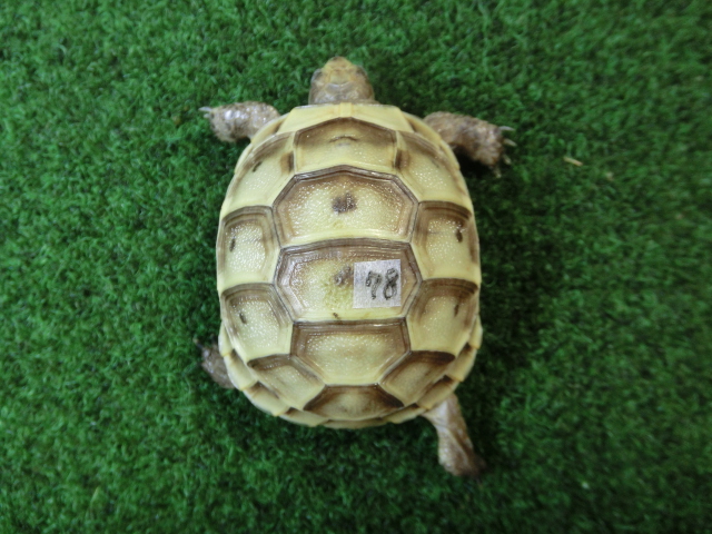イベラギリシャリクガメベビーEUCB個体　78番の画像