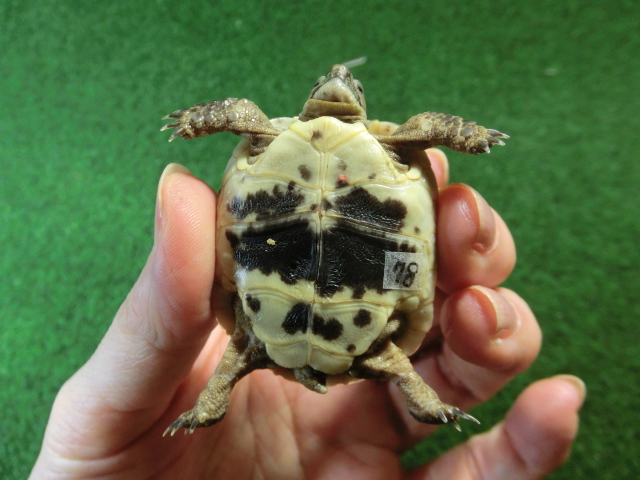 イベラギリシャリクガメベビーEUCB個体　78番の画像