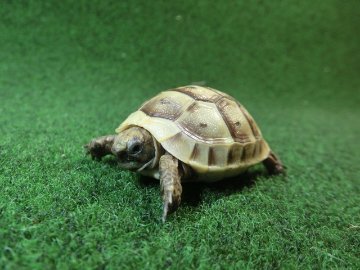 イベラギリシャリクガメベビーEUCB個体　78番の画像