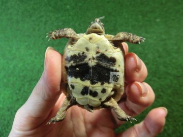 イベラギリシャリクガメベビーEUCB個体　78番の画像