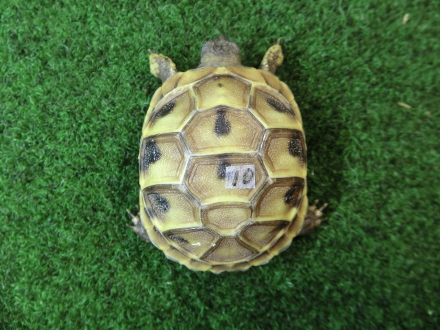 ヘルマンリクガメベビーEUCB個体 10番の画像