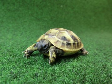 ヘルマンリクガメベビーEUCB個体 10番の画像