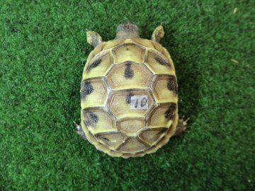 ヘルマンリクガメベビーEUCB個体 10番の画像