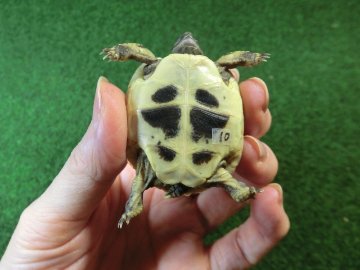 ヘルマンリクガメベビーEUCB個体 10番の画像