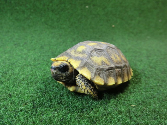 キアシガメベビーCB個体 45番　の画像