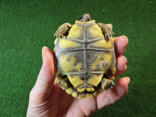 キアシガメベビーCB個体 45番　の画像