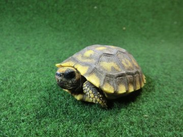 キアシガメベビーCB個体 45番　の画像