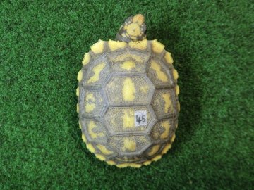 キアシガメベビーCB個体 45番　の画像