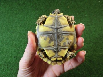 キアシガメベビーCB個体 45番　の画像