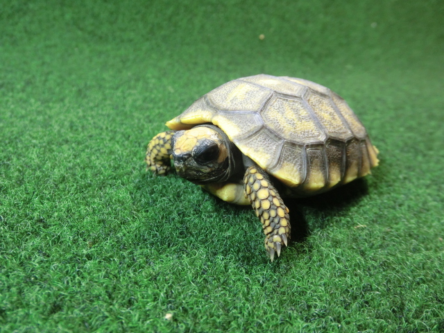 キアシガメベビーCB個体 46番　の画像