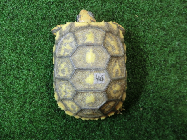 キアシガメベビーCB個体 46番　の画像