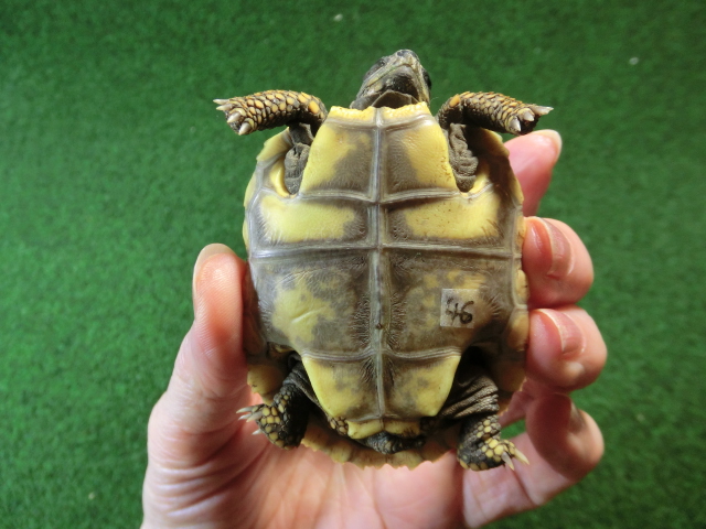 キアシガメベビーCB個体 46番　の画像