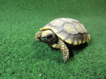 キアシガメベビーCB個体 46番　の画像