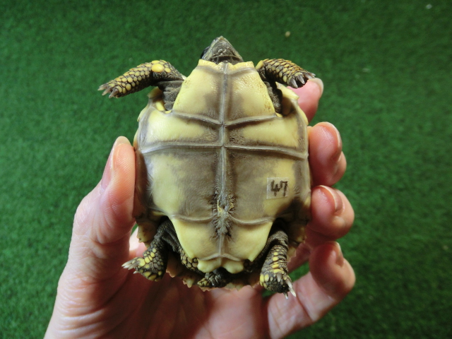 キアシガメベビーCB個体 47番　の画像