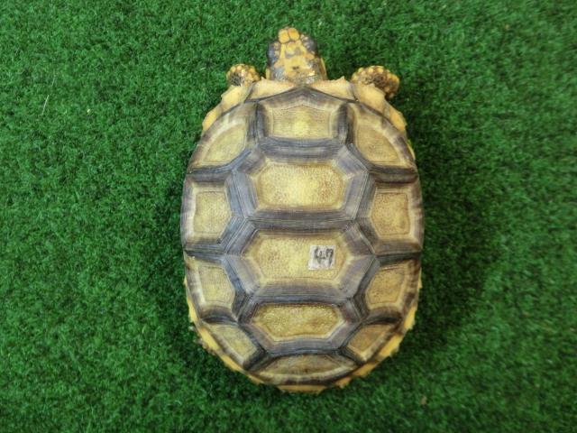 キアシガメベビーCB個体 47番　の画像