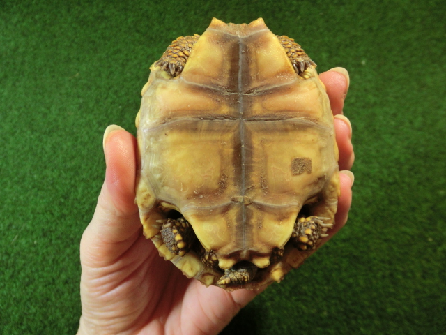 キアシガメベビーCB個体 47番　の画像