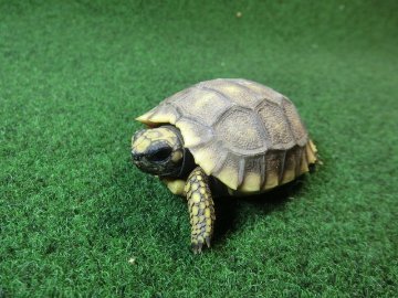 キアシガメベビーCB個体 47番　の画像