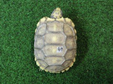 キアシガメベビーCB個体 47番　の画像