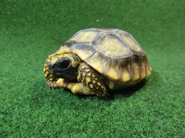 キアシガメベビーCB個体 47番　の画像