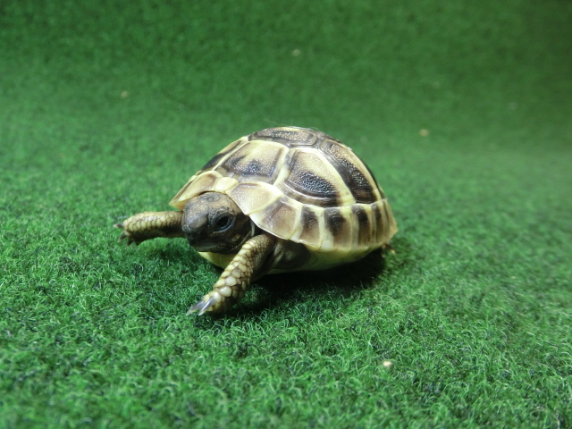 ヘルマンリクガメベビーEUCB個体 17番の画像