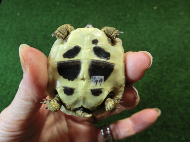 ヘルマンリクガメベビーEUCB個体 17番の画像