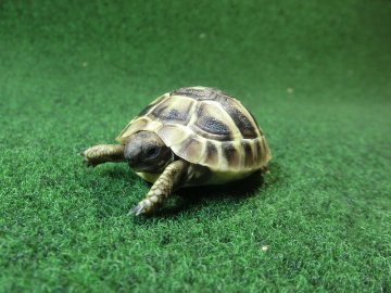 ヘルマンリクガメベビーEUCB個体 17番の画像